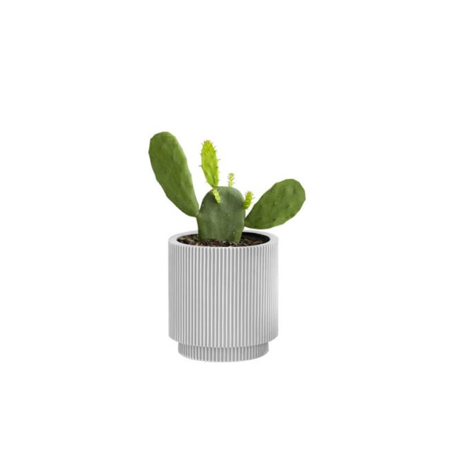 succulents-3 (Demo)